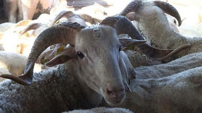 Kurbanlıklar görücüye çıktı