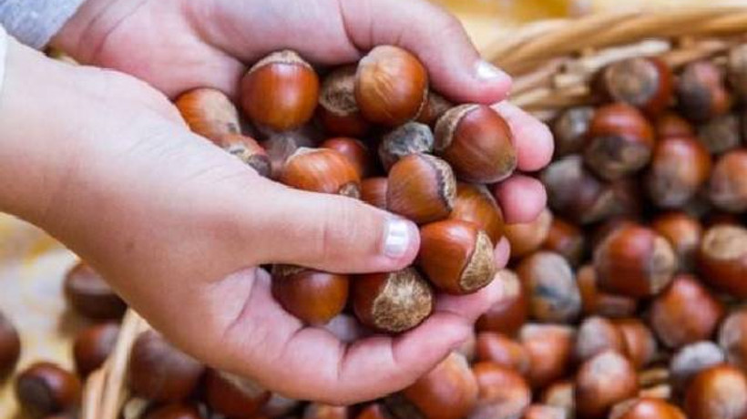 Üreticilere "emanete fındık vermeyin" uyarısı