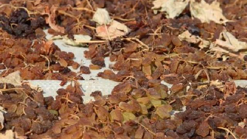 İhracatı ilk kez yarım milyar doları aştı