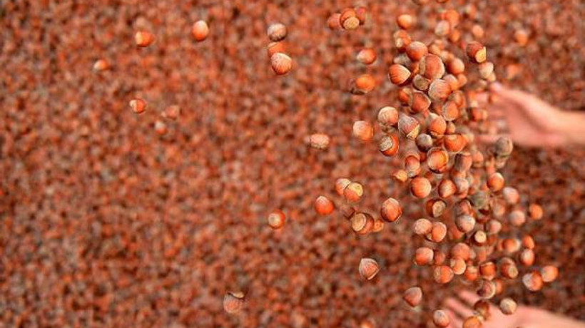 Fındık ihracatında rekor bekleniyor