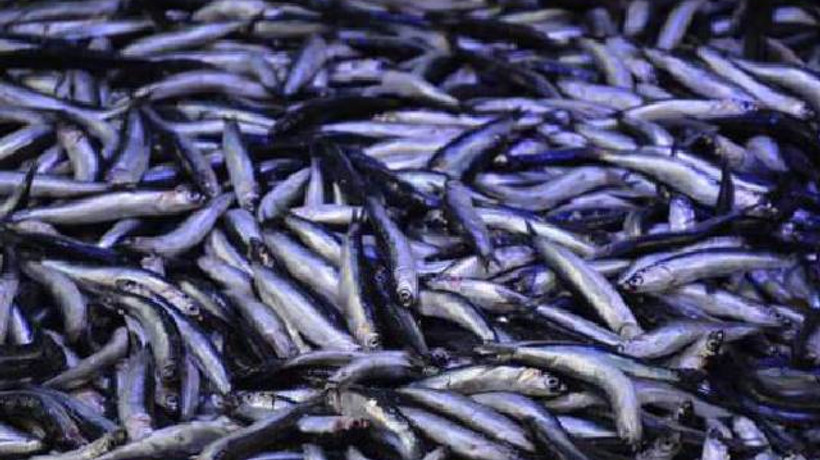 Hamsinin fiyatı 7,5 TL birden düştü