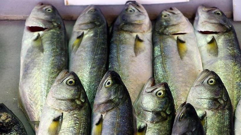 Lüfer Marmara’da balıkçının yüzünü güldürmeye başladı