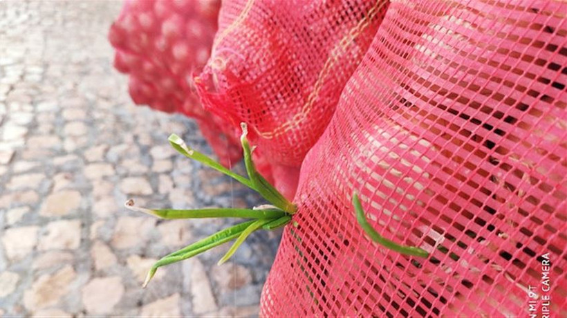 Ucuz diye satmadıkları soğanlar filizlendi