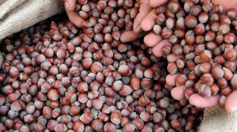 Fındık ihracatında bu sezon rekor bekleniyor