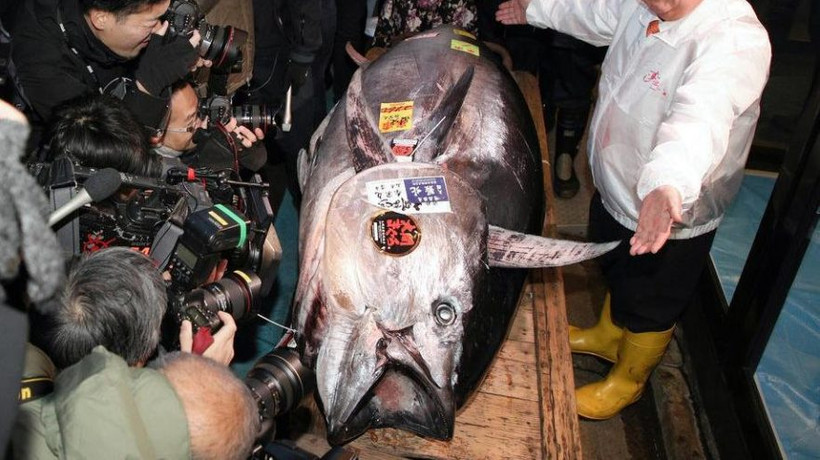 11 milyon liraya orkinos balığı