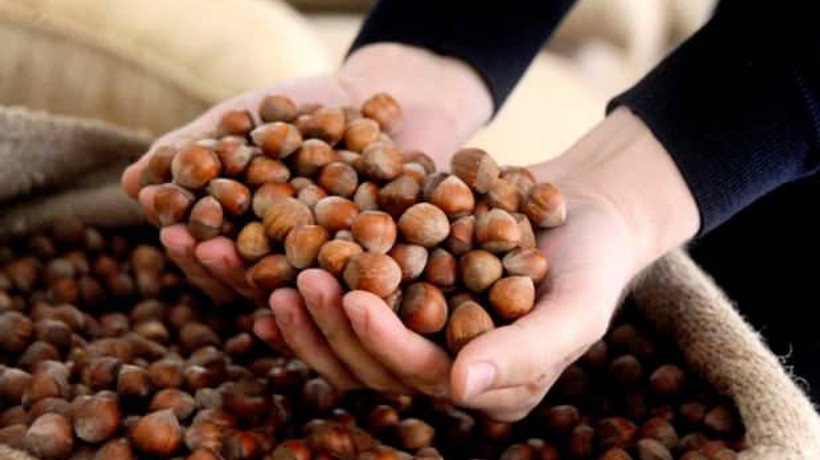 Fındıkta düşük fiyat baskısı!