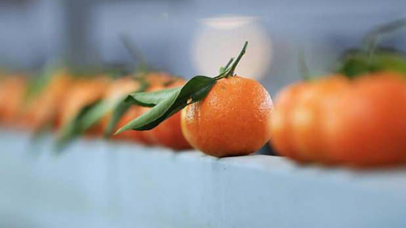 Rusya'ya en çok mandarin ihraç edildi