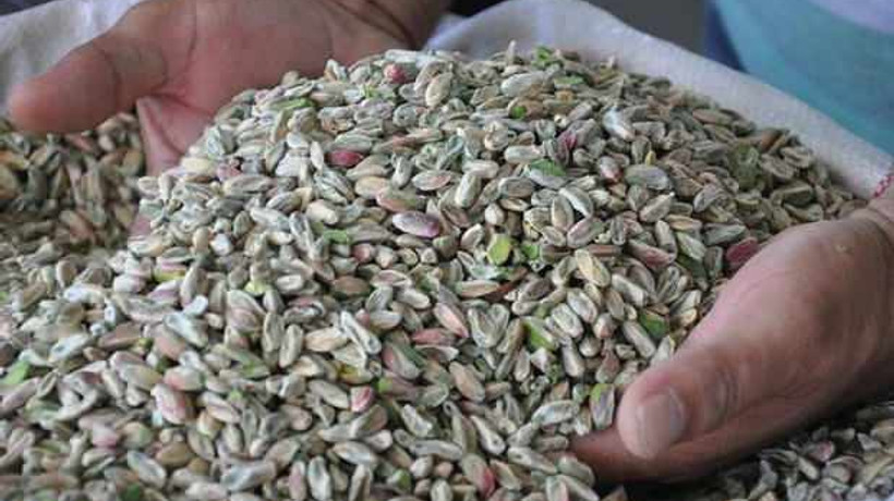 "Yeşil altın" rekoltesinde beklenti yüksek