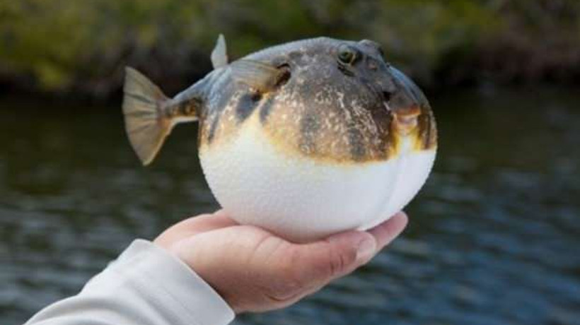 Her isteyen balon balığı avlayamayacak