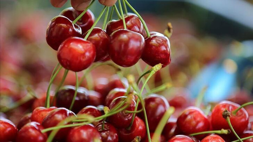Sezonun ilk kirazı açık artırmayla kilogramı 400 liradan satıldı