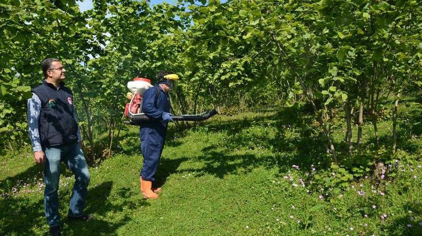 Fındıkta külleme mücadelesi başladı