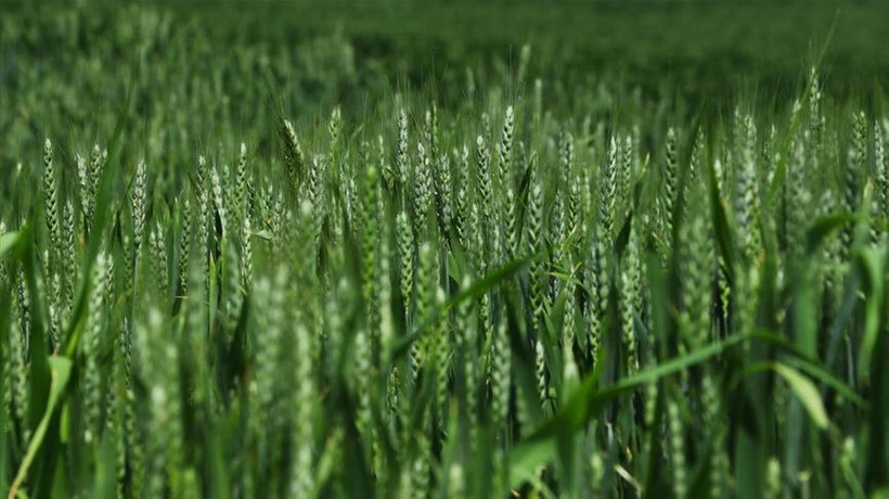 Açıklanan buğday alım fiyatları çiftçilerin yüzünü güldürdü
