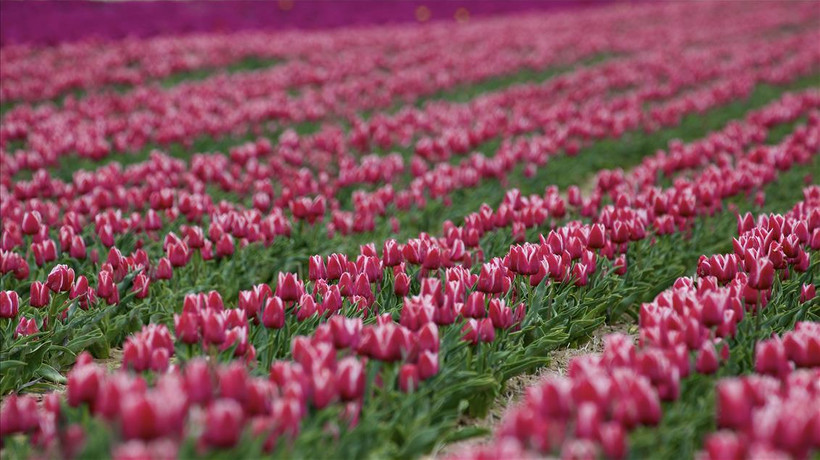 Türkiye'den 12 ülkeye "lale" ihracatı