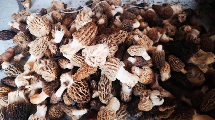 Kurutulmuş kuzugöbeği mantarı, 800 liraya satılıyor