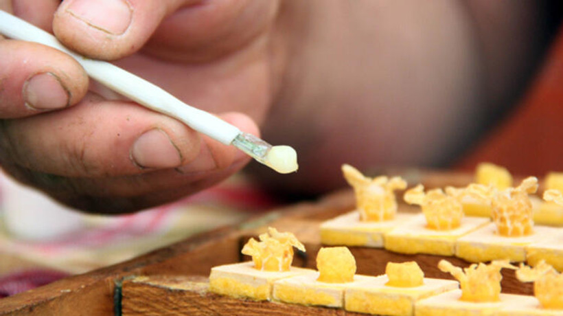 Servet değerinde! Arı sütünün kilosu 8 bin TL'den satılıyor