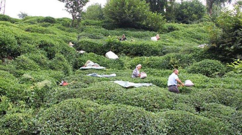 Çay hasadı için Rize'ye gelenlerin sayısı 16 bini buldu