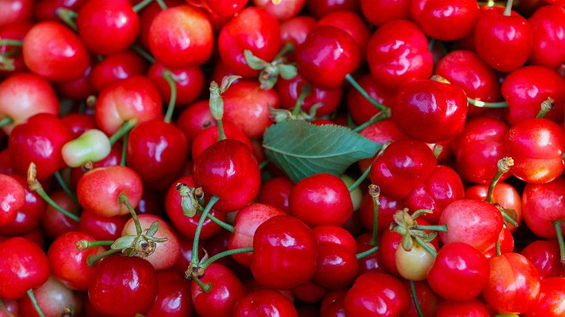 Türk kirazı Avrupa'da ağızları tatlandıracak