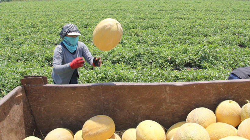 Kırıkhan kavunu verimi, kalitesi ve fiyatıyla üreticisini sevindirdi