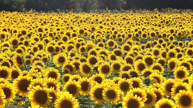 Ayçiçeği alım fiyatları yükseltildi