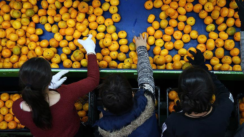 Türkiye narenciye ihracatında yüzde 32 artış yakaladı