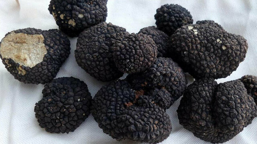 Tarım ve Orman Bakanlığı harekete geçti: Dünyanın en pahalı mantarlarından trüf için yatırım daveti
