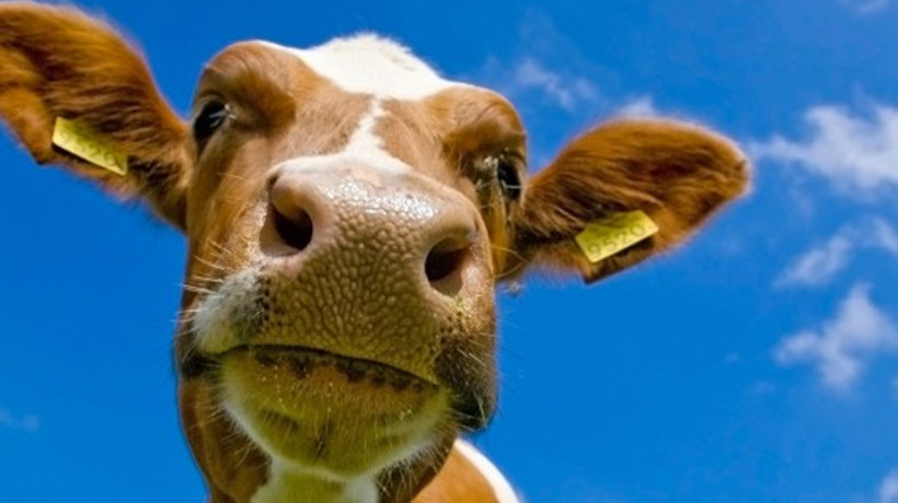 Suudi Arabistan'da Deli Dana alarmı!