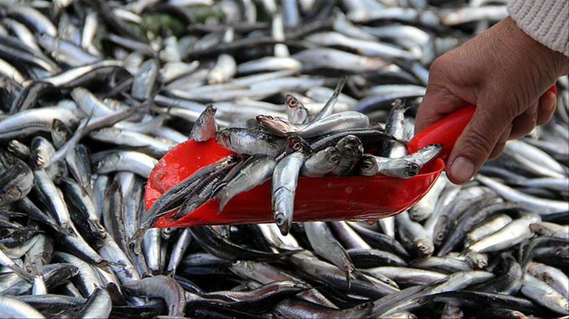 Balık halinde fiyat rekoru hamside