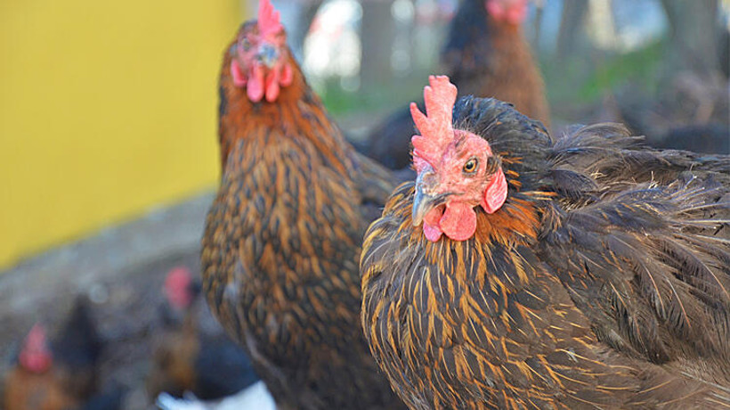 Hobi olarak başladı, yumurtadan ayda 25 bin lira kazanıyor