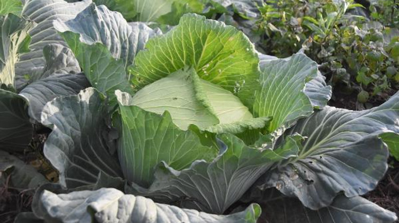 Lahanaya ilgi arttı, fiyatı 5 liraya çıktı