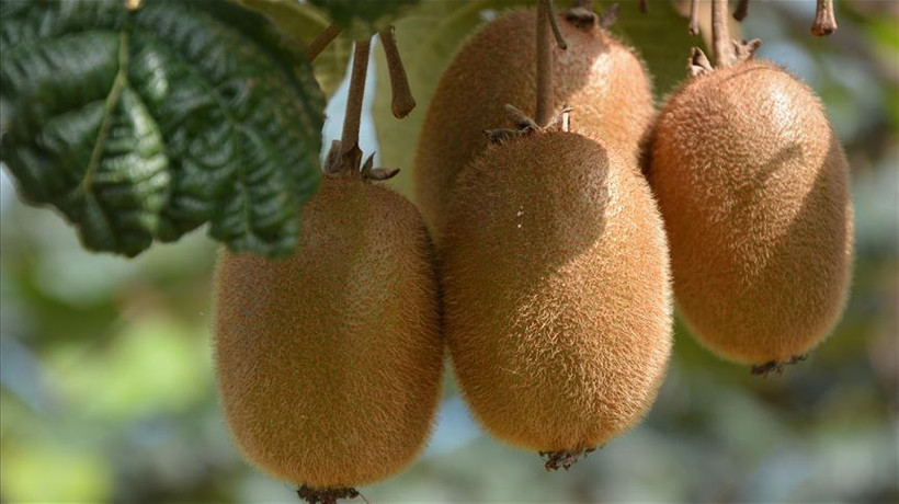 Fındık ve kivi üreticilerine sigorta uyarısı