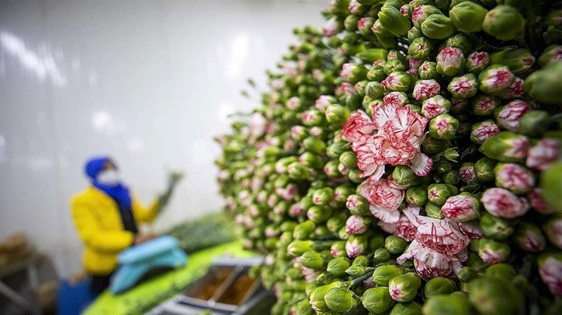 Türkiye'de geçen yıl en çok üretilen kesme çiçek 'karanfil' oldu