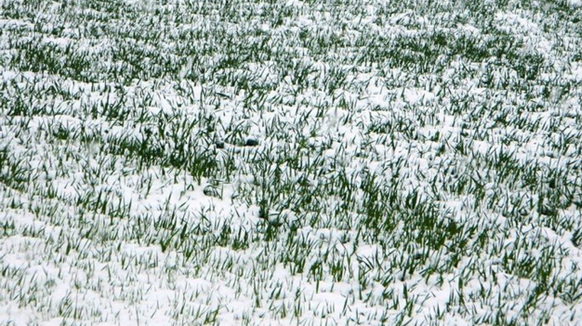 Bakan Pakdemirli'den çiftçiye kar ve zirai don uyarısı