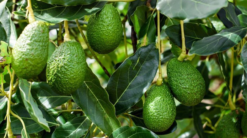 Avokado üretimi 5 yılda 3 katına çıktı