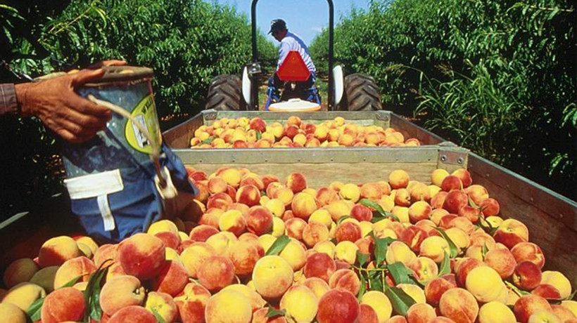 Şeftalide zam kayısıyı geçti