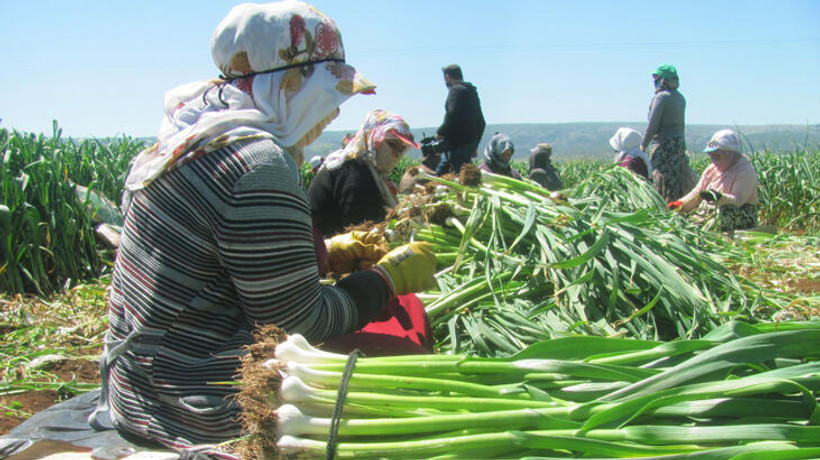 Türkiye'nin önemli sarımsak üretim merkezlerinden Araban'da hasat başladı