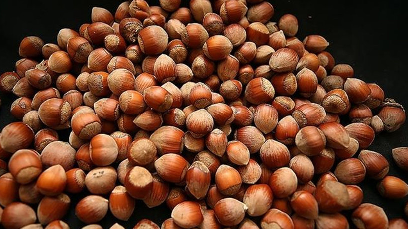 İşte fındıkta rekolte beklentisi