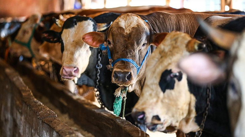 4,5 milyon kurbanlık satılacak