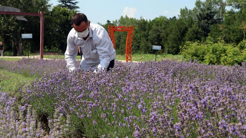 Edirne'de lavanta tarlalarında hasat başladı