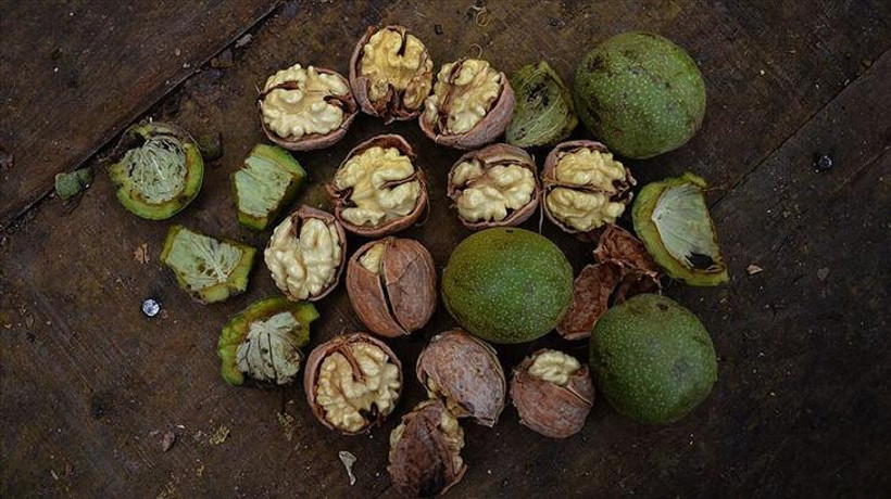 Ceviz deposu Kırşehir'de yüksek rekolte bekleniyor