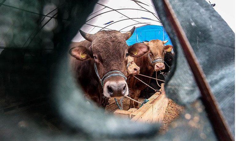 Diyanet'ten kredi kartıyla kurban satışı uyarısı