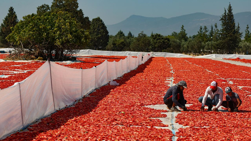 Ege ovalarında kuru domates mesaisi başladı