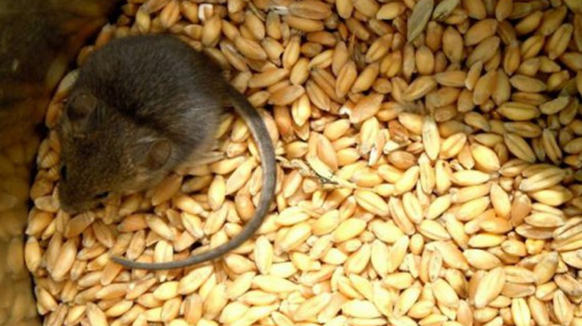 Balıkesir'i fareler bastı!