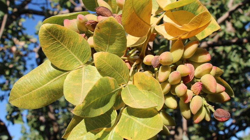 Bakan Varank: Türkiye'nin ilk lisanslı Antep fıstığı deposunu Gaziantep'e kazandırdık