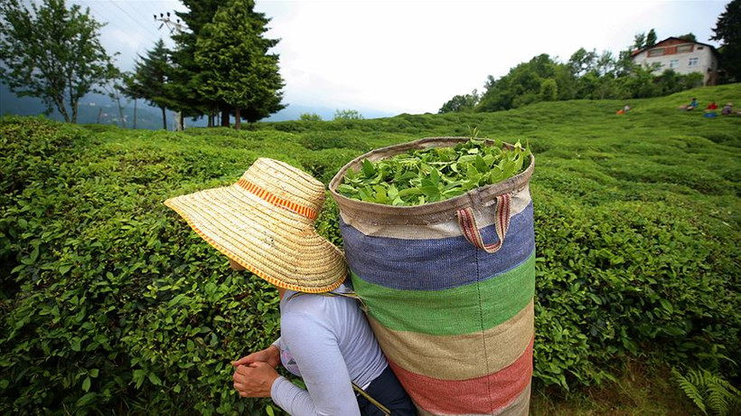 ÇAYKUR, haziran ayı yaş çay bedeli ödemelerine başladı