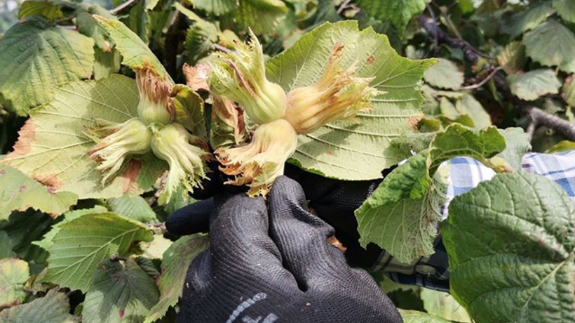 Karadeniz’de fındık hasadı başladı