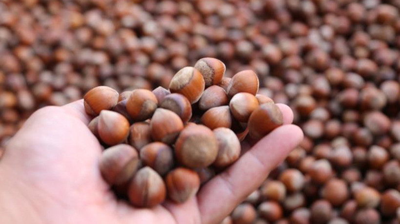 Karadeniz'de fındık hasadı başladı