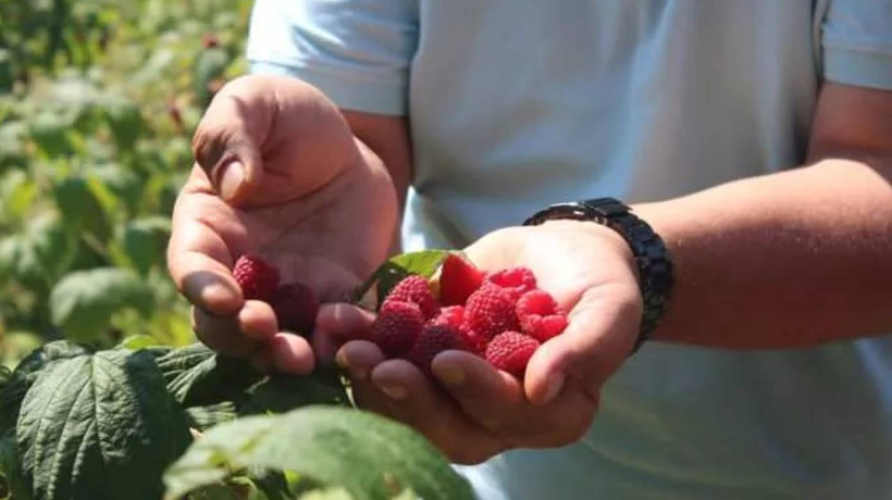 Kilosu 40-45 liradan satılıyor!