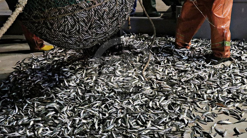 Karadeniz’de ‘istavrit’ bolluğu; fiyatı yarıya düştü
