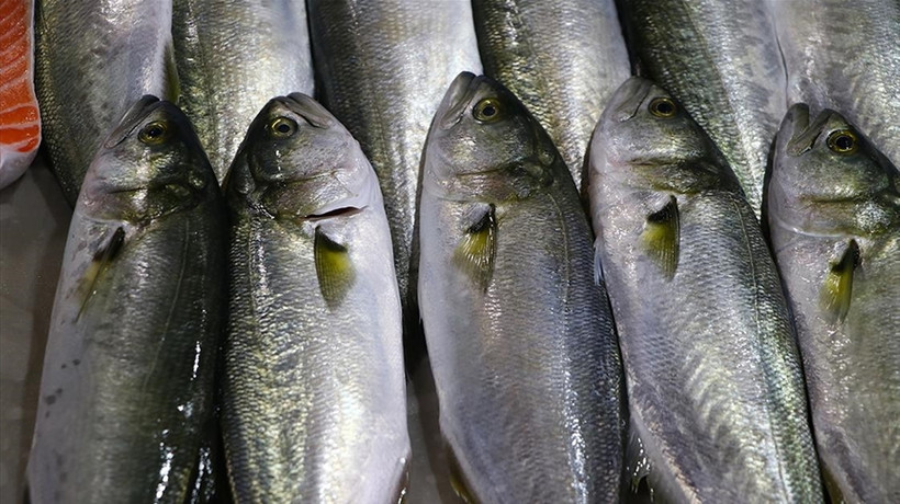 Marmara'daki lüfer bolluğu vatandaşı da balıkçıyı da sevindiriyor