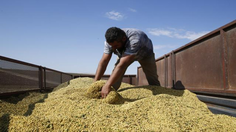 Diyarbakır'da soya üretimi artıyor